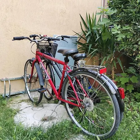 Calypso * セニガッリア